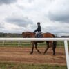 HORSE BOARDING AT THE EQUESTRIAN PRESERVE - see below - Image 4